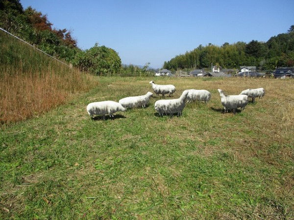 いつの間にか牧場？　県北アートでした。